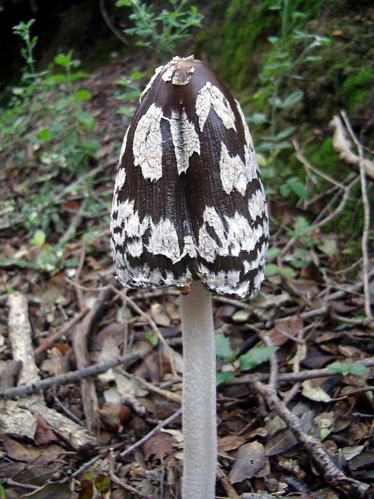 Coprinus picaceus?